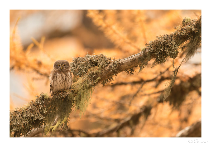 Pygmy owl (France)