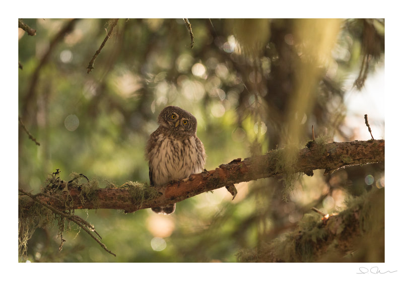 Pygmy owl (France)
